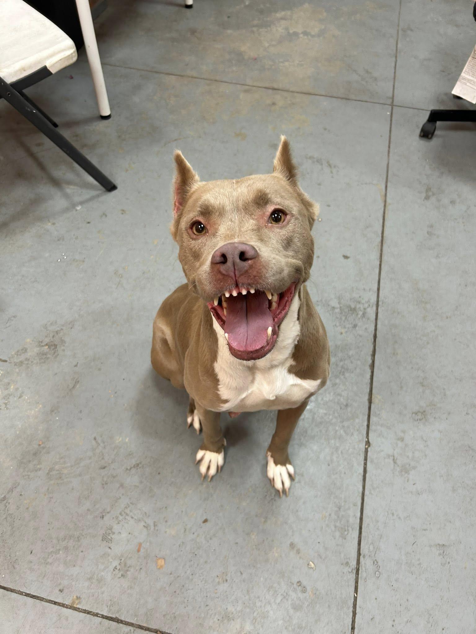 Enlarge Noel , a ADOPTABLE mixed breed in Lincoln Park, MI image 1/4