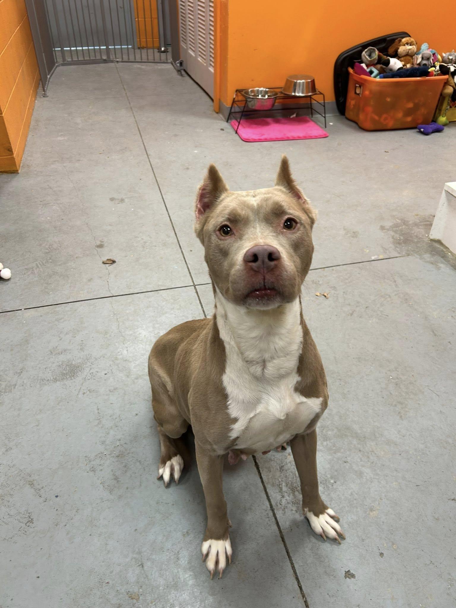 Enlarge Noel , a ADOPTABLE mixed breed in Lincoln Park, MI image 3/4