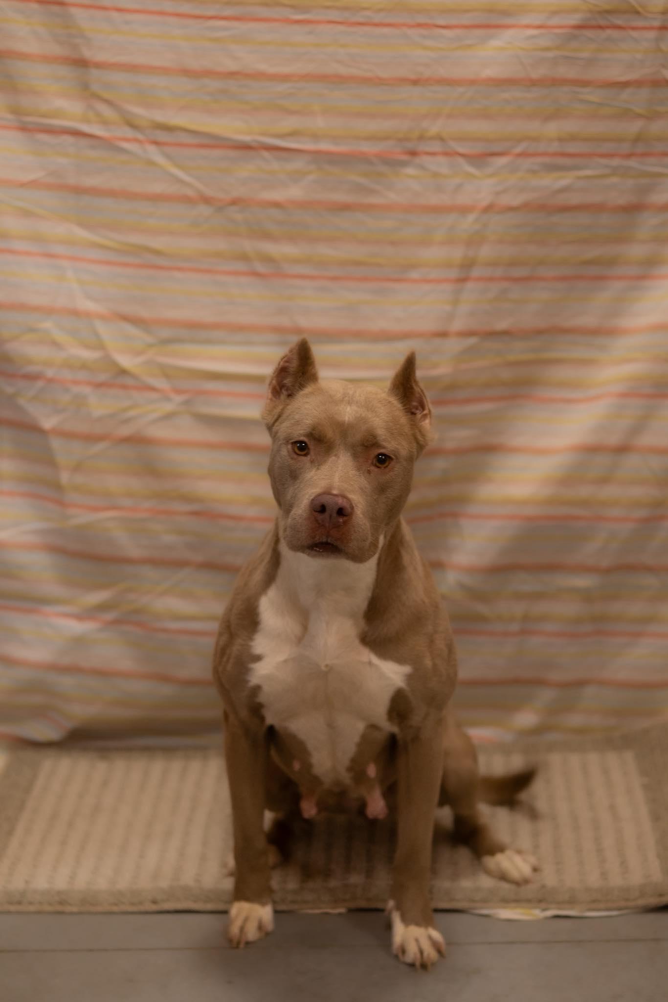 Enlarge Noel , a ADOPTABLE mixed breed in Lincoln Park, MI image 1/5