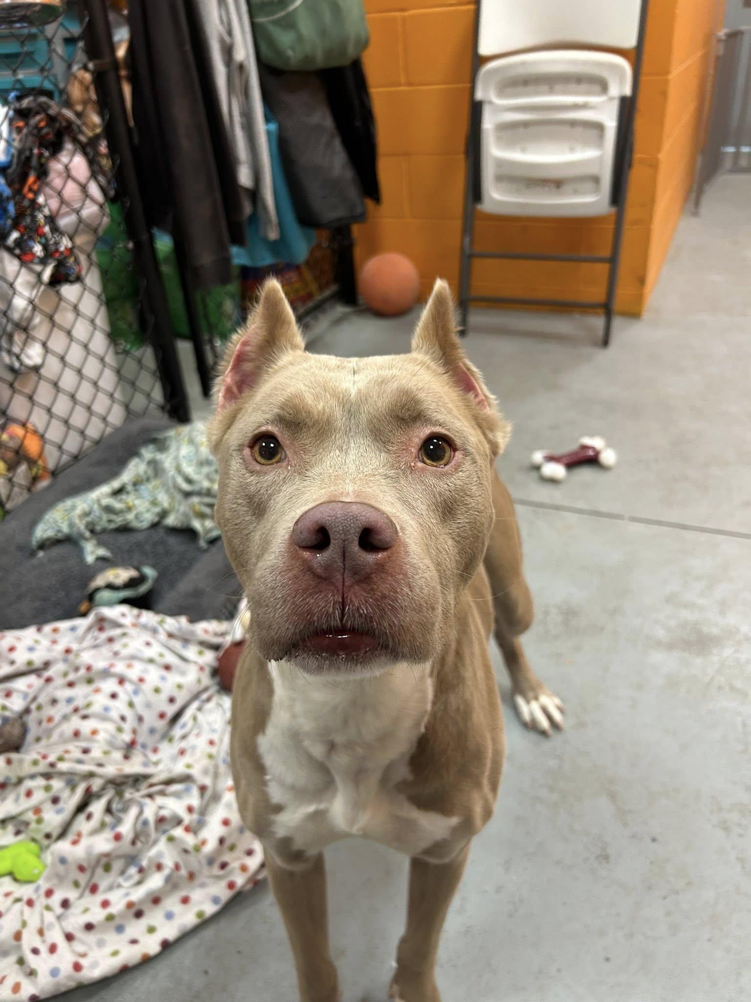 Enlarge Noel , a ADOPTABLE mixed breed in Lincoln Park, MI image 2/4