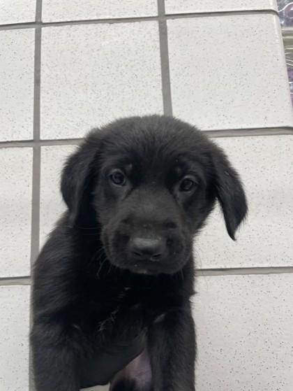 61448474, Adoptable, Puppy Male Shepherd & Mixed Breed.