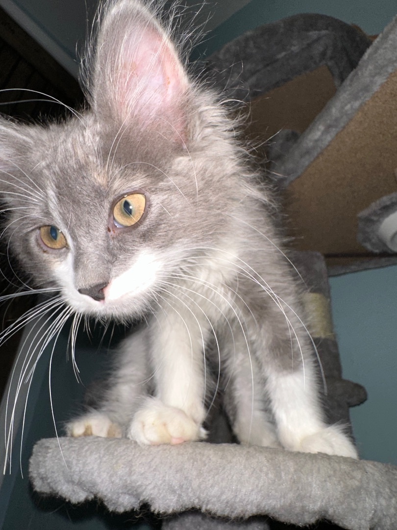 Enlarge Athena , a Adopted Domestic Long Hair in Bethel, OH image 1/10