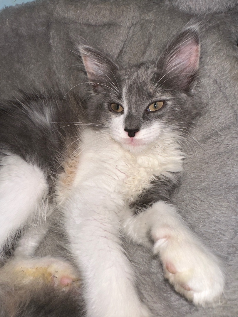 Enlarge Athena , a Adopted Domestic Long Hair in Bethel, OH image 2/10