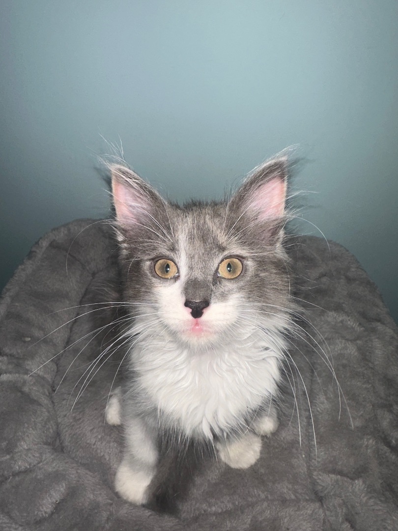 Enlarge Athena , a Adopted Domestic Long Hair in Bethel, OH image 3/10