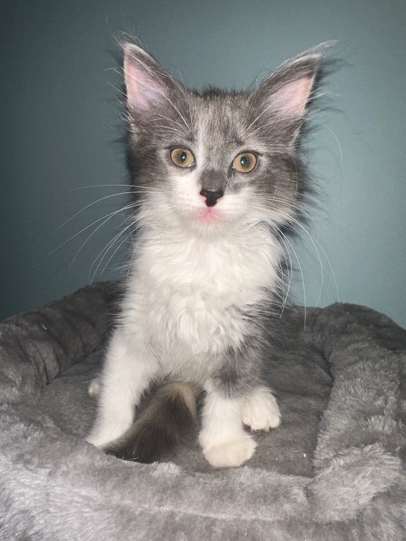 Enlarge Athena , a Adopted Domestic Long Hair in Bethel, OH image 4/10