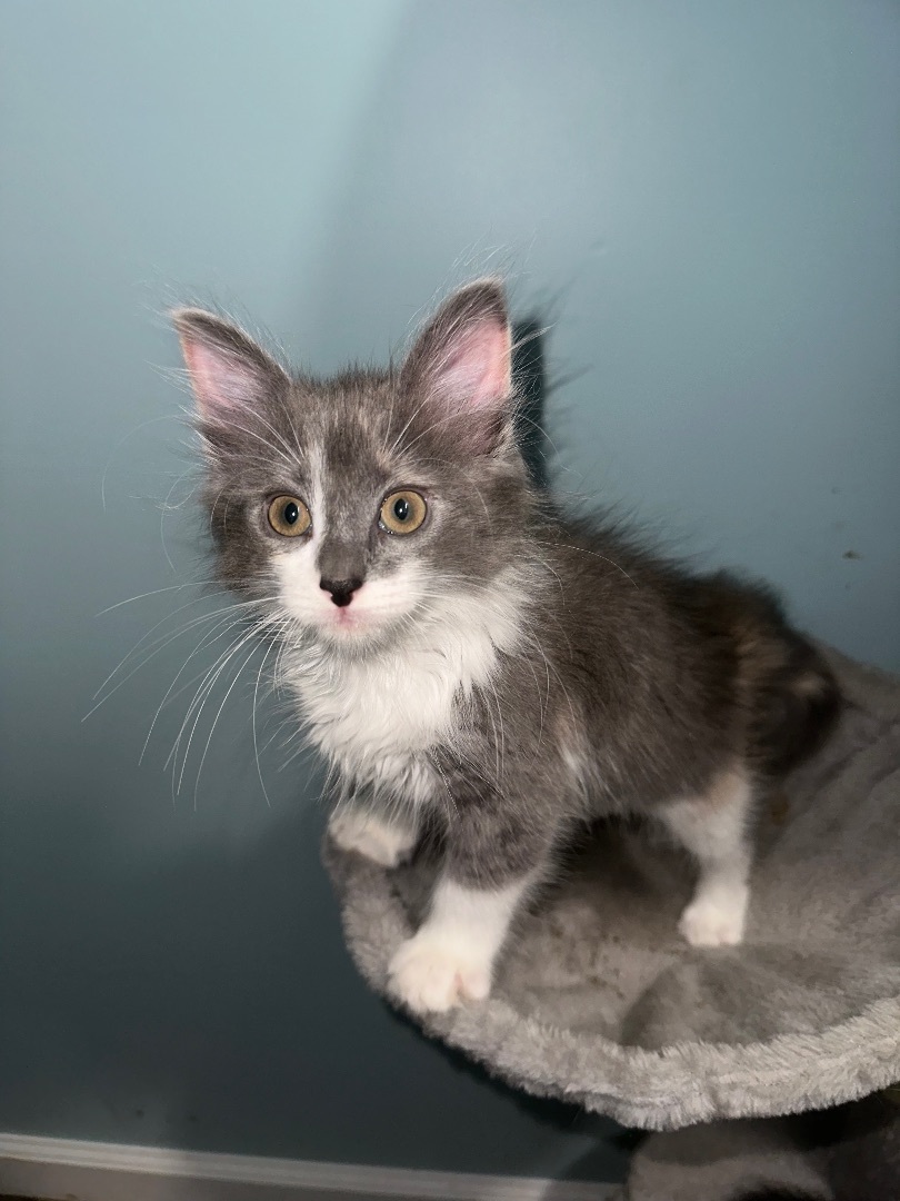 Enlarge Athena , a Adopted Domestic Long Hair in Bethel, OH image 5/10