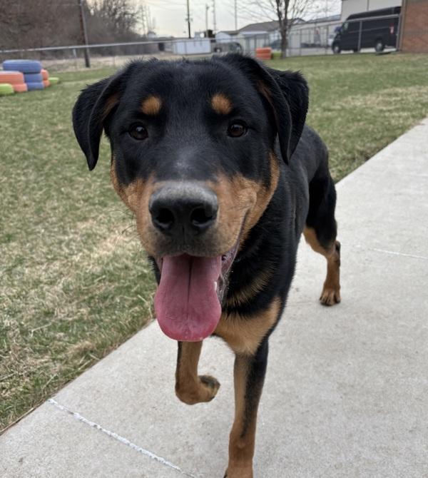 Bean, Adoptable, Young Male Rottweiler.