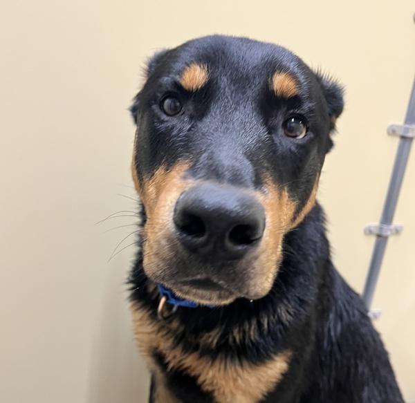 Bean, Adoptable, Young Male Rottweiler.
