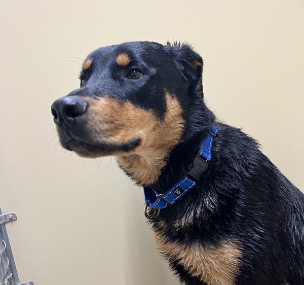 Enlarge Bean, a Adoptable mixed breed in Sioux City, IA image 2/3