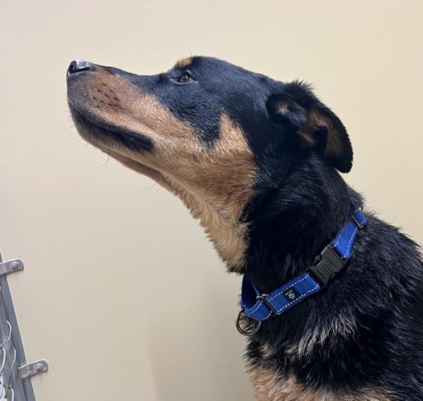 Enlarge Bean, a Adoptable mixed breed in Sioux City, IA image 3/3