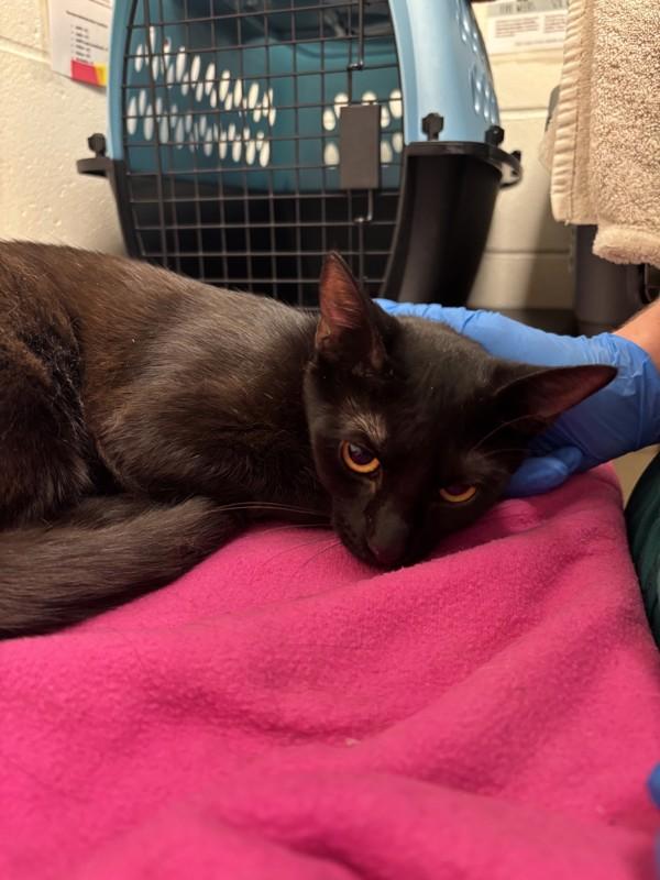 Celestia, Adoptable, Young Female Domestic Short Hair.