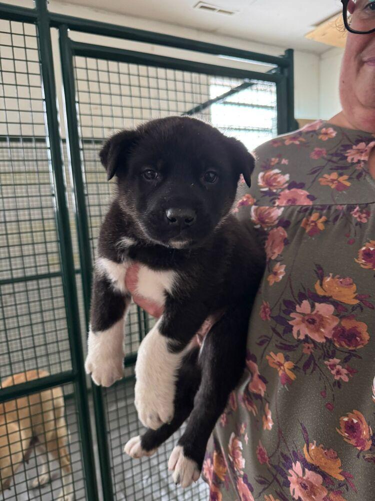 Val, Adoptable, Puppy Male Black Mouth Cur & Mixed Breed.