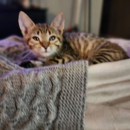 Emily, Willow Grove Area, (FCID 11/04/2025-135)