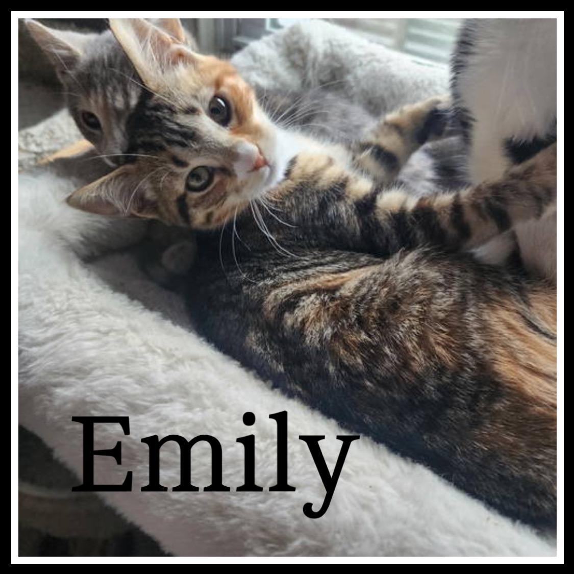 Emily, Willow Grove Area, (FCID 11/04/2025-135)