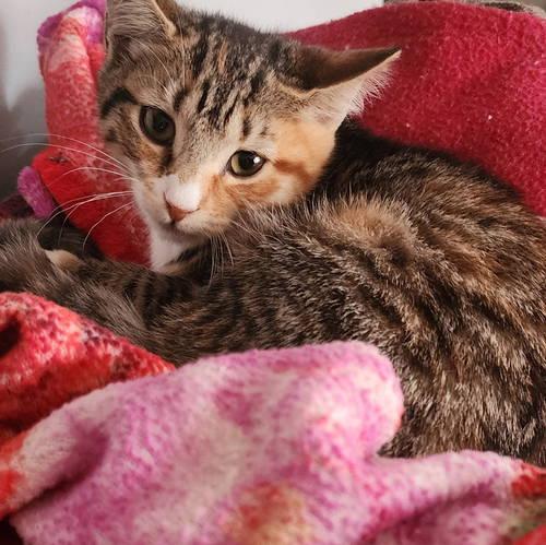 Emily, Willow Grove Area, (FCID 11/04/2025-135)