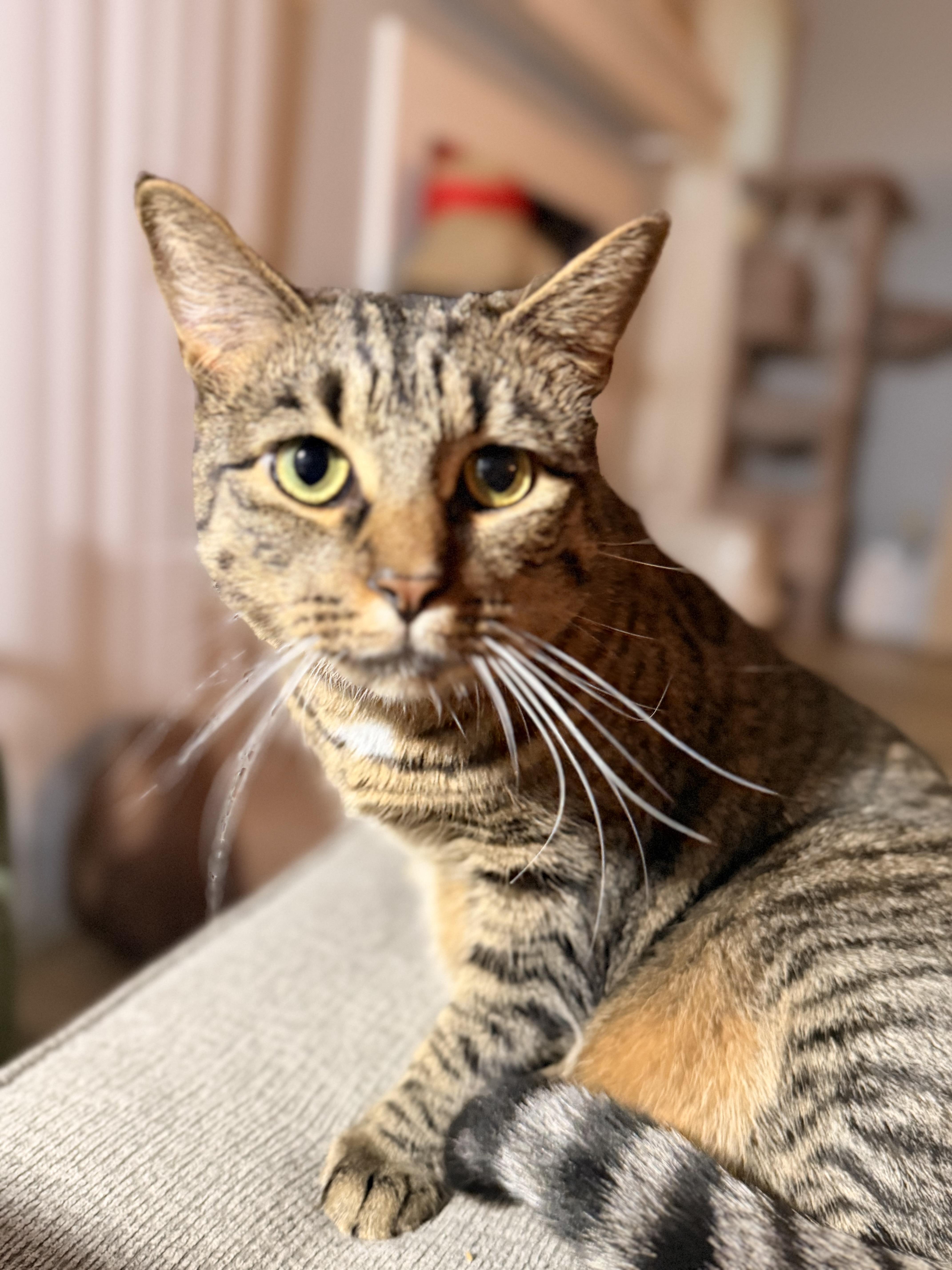 Enlarge Milo, a Adoptable Tabby in Oriental, NC image 2/2