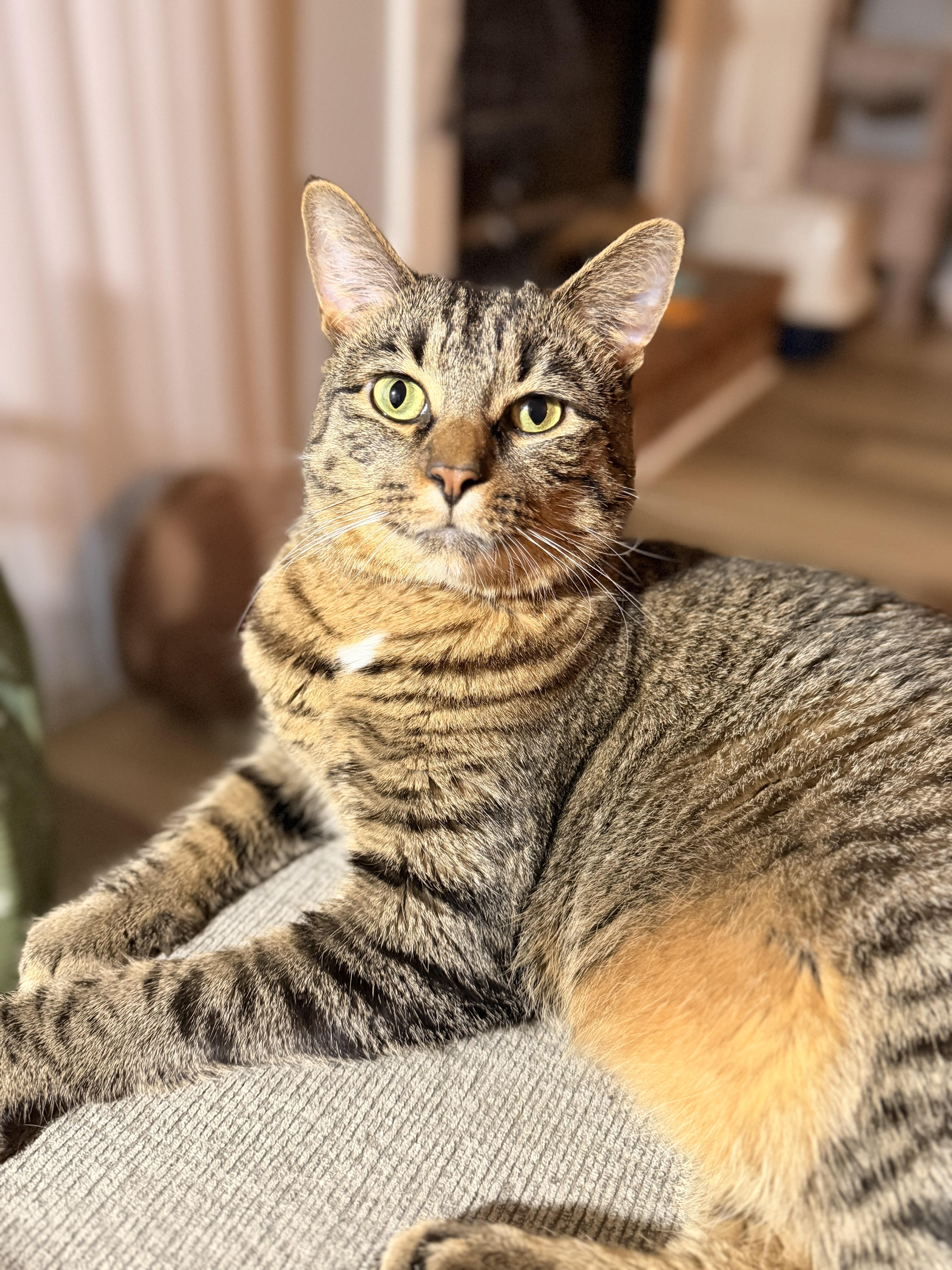 Enlarge Milo, a Adoptable Tabby in Oriental, NC image 1/2