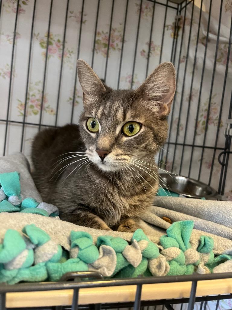 Pigtails, Adoptable, Adult Female Domestic Short Hair.