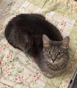 Enlarge Pigtails, a Adoptable mixed breed in Cincinnati, OH image 3/4