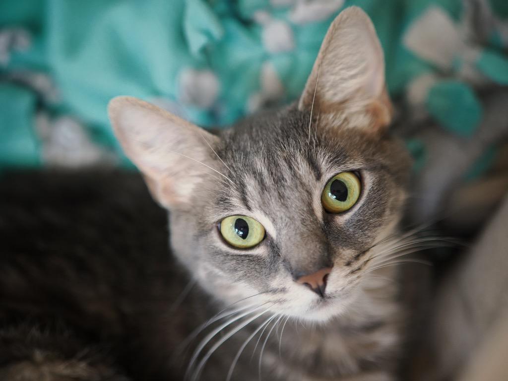 Enlarge Pigtails, a Adoptable mixed breed in Cincinnati, OH image 4/4