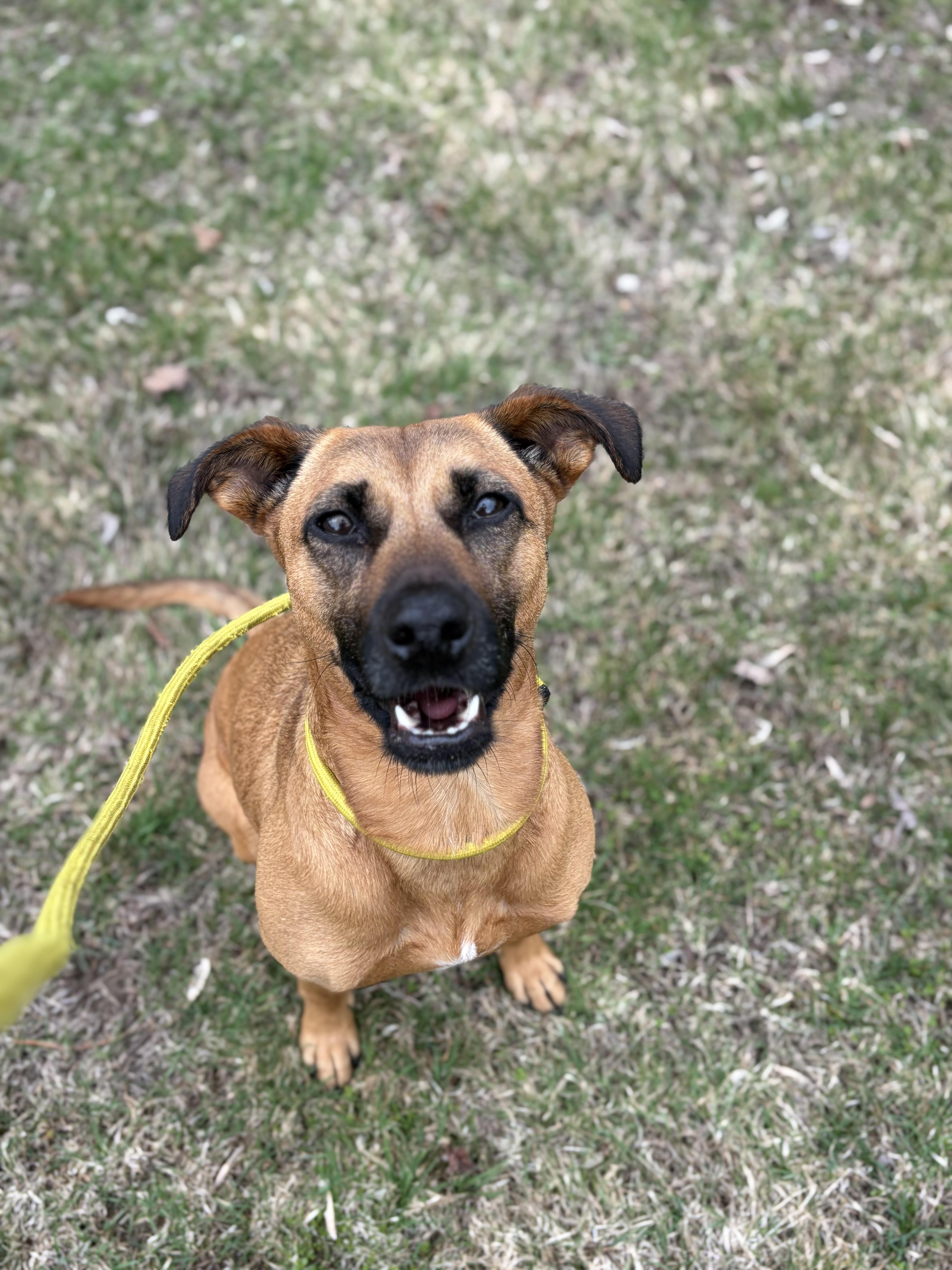 Enlarge Gypsy , a Adoptable mixed breed in Bridgton, ME image 2/3