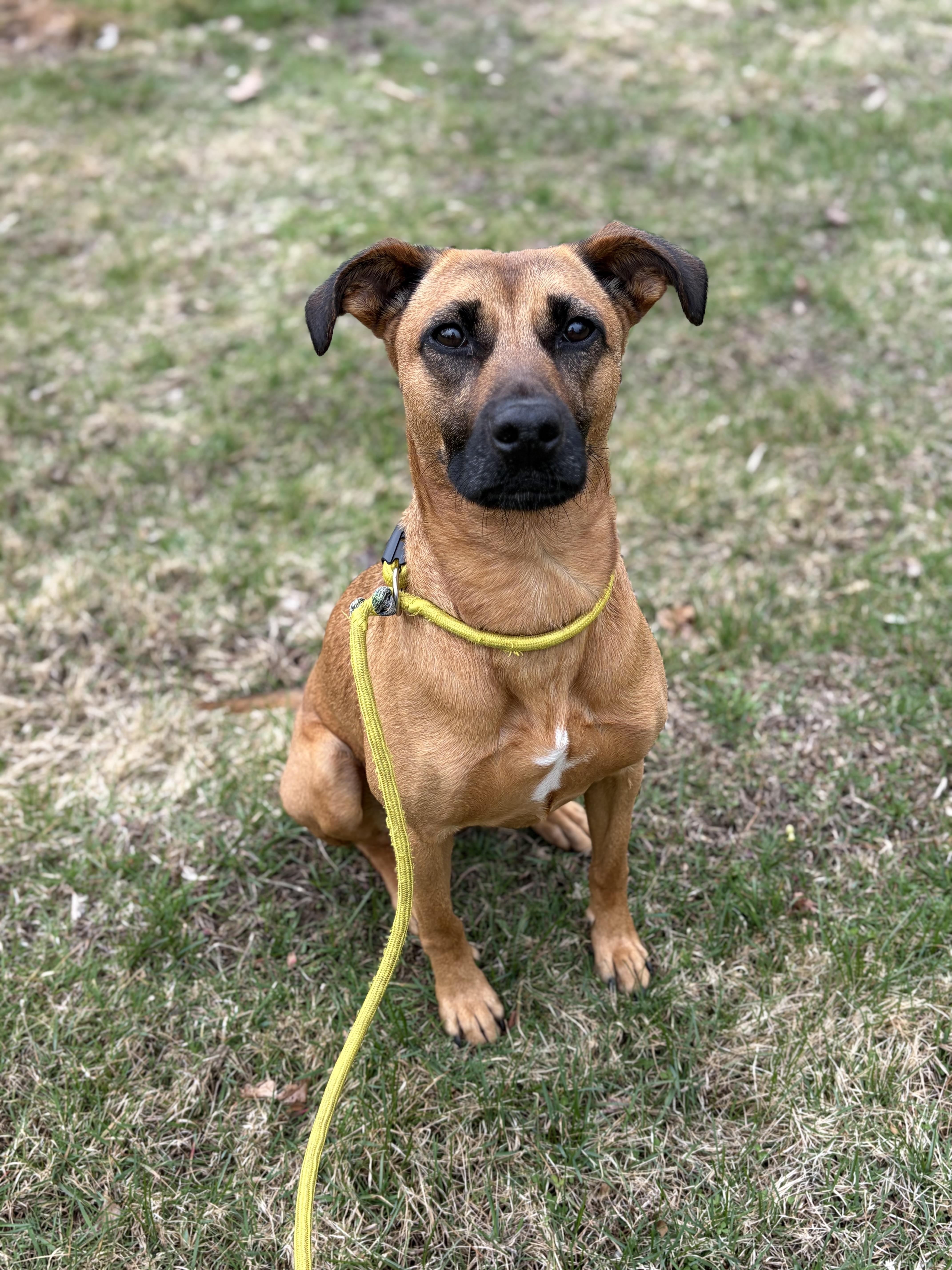 Gypsy , Adoptable, Young Female Pharaoh Hound.