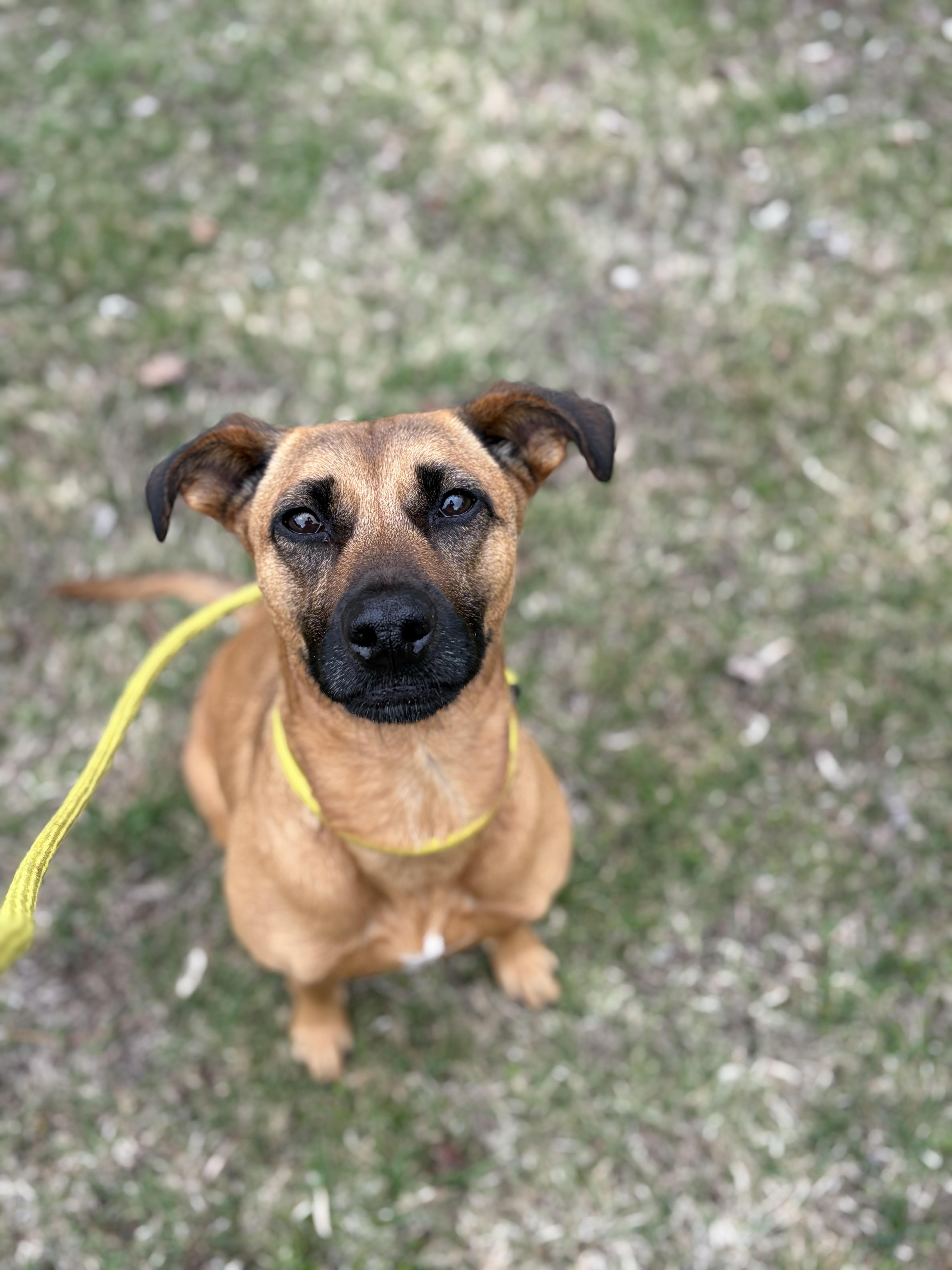 Enlarge Gypsy , a Adoptable mixed breed in Bridgton, ME image 3/3