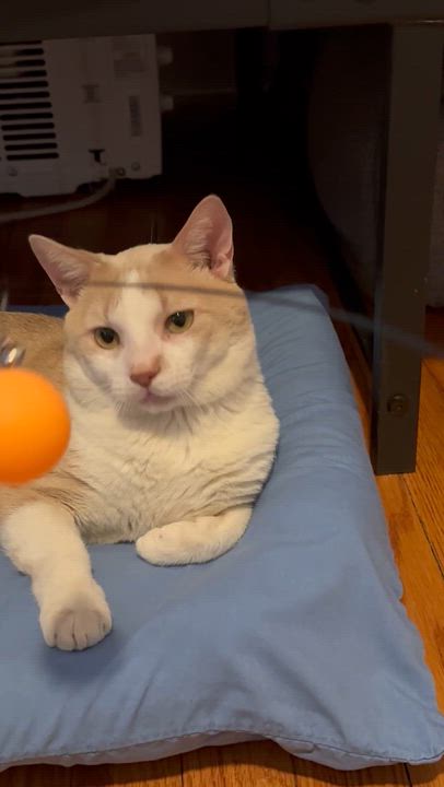 Enlarge Pierogi , a ADOPTABLE American Shorthair in Cheshire, CT video 2/4