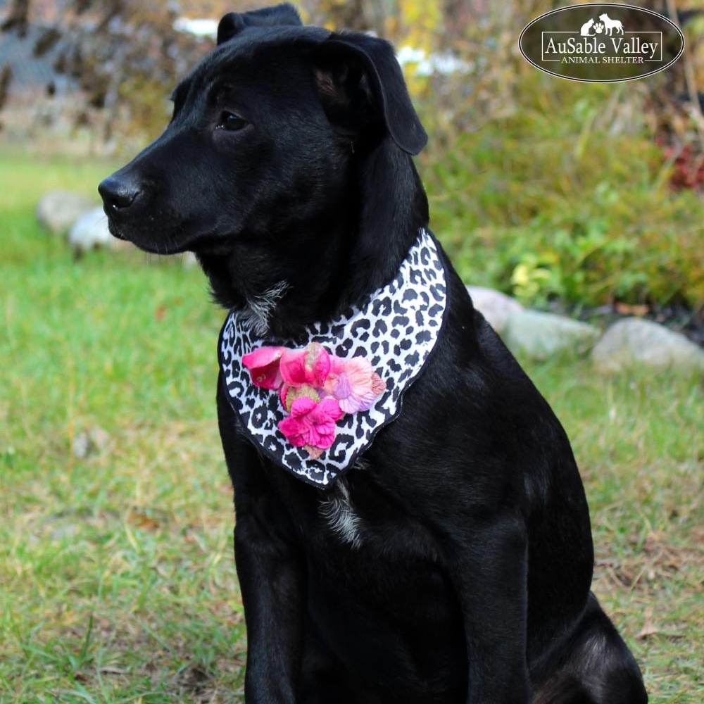 Torrie Wilson, an adoptable Australian Cattle Dog / Blue Heeler, American Staffordshire Terrier in Grayling, MI, 49738 | Photo Image 5