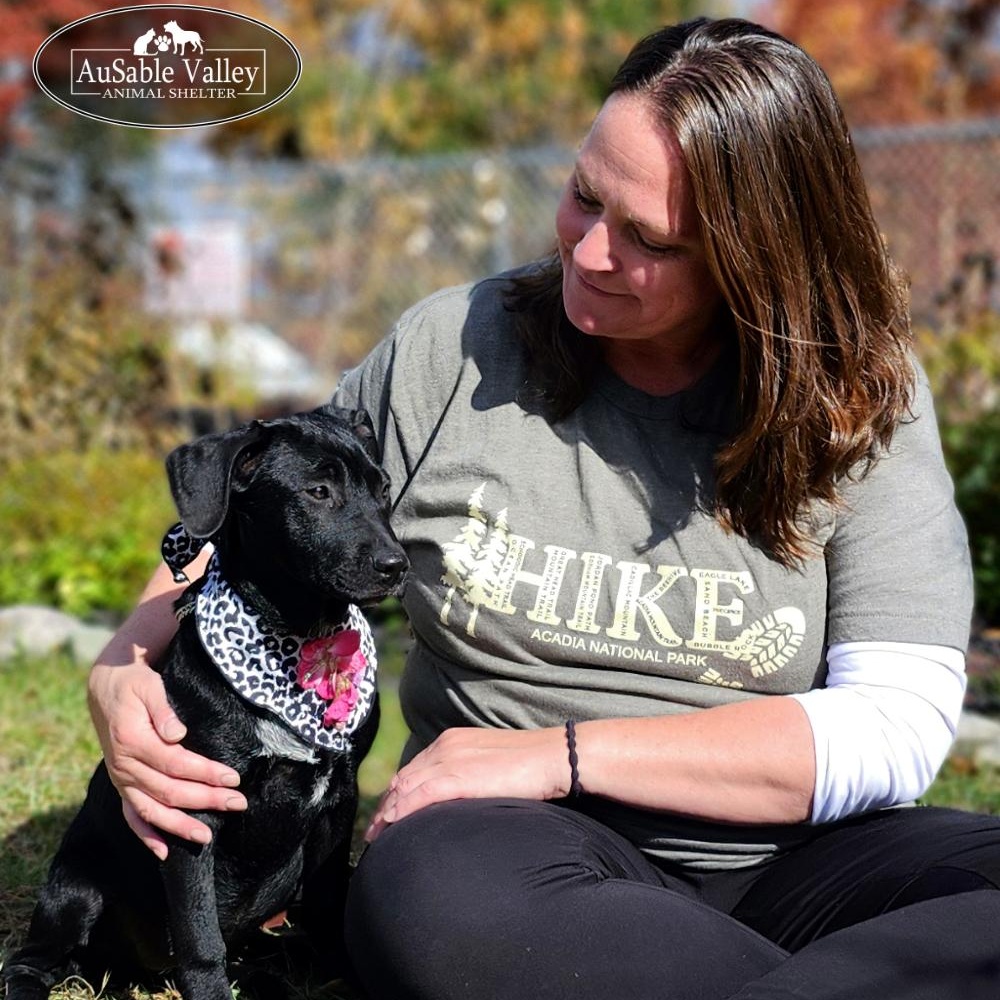Torrie Wilson, an adoptable Australian Cattle Dog / Blue Heeler, American Staffordshire Terrier in Grayling, MI, 49738 | Photo Image 3