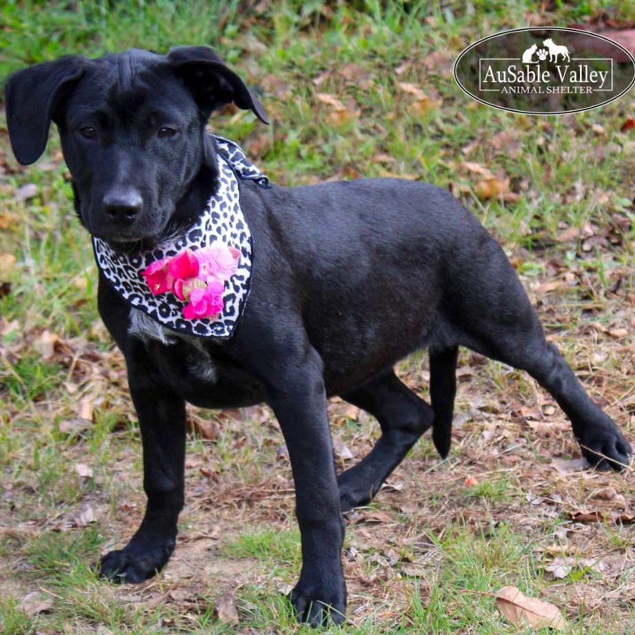 Torrie Wilson, an adoptable Australian Cattle Dog / Blue Heeler, American Staffordshire Terrier in Grayling, MI, 49738 | Photo Image 2
