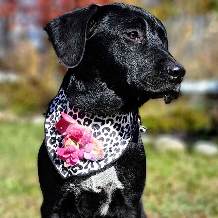 Torrie Wilson, an adoptable Australian Cattle Dog / Blue Heeler, American Staffordshire Terrier in Grayling, MI, 49738 | Photo Image 6