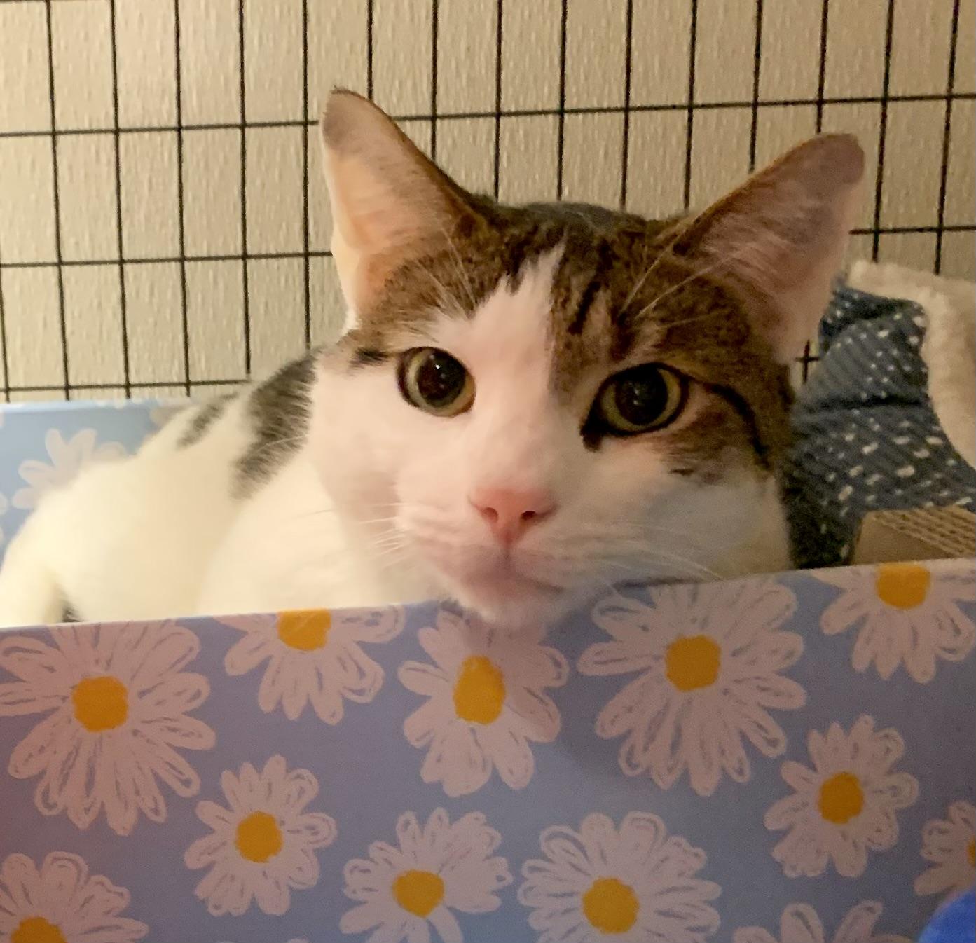 Archie, a ADOPTABLE Domestic Short Hair in Providence, RI image 3/6