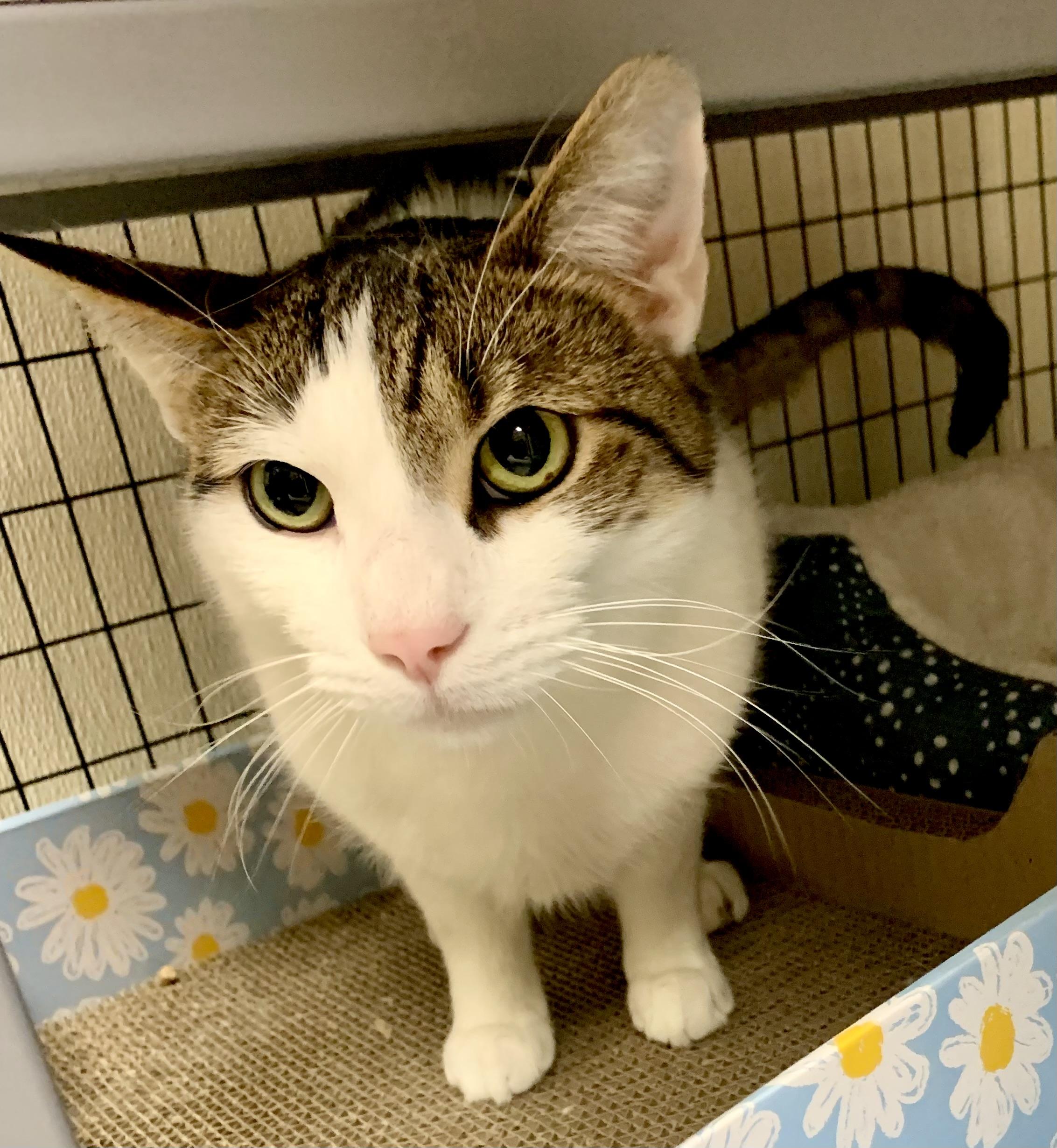 Archie, a ADOPTABLE Domestic Short Hair in Providence, RI image 5/6