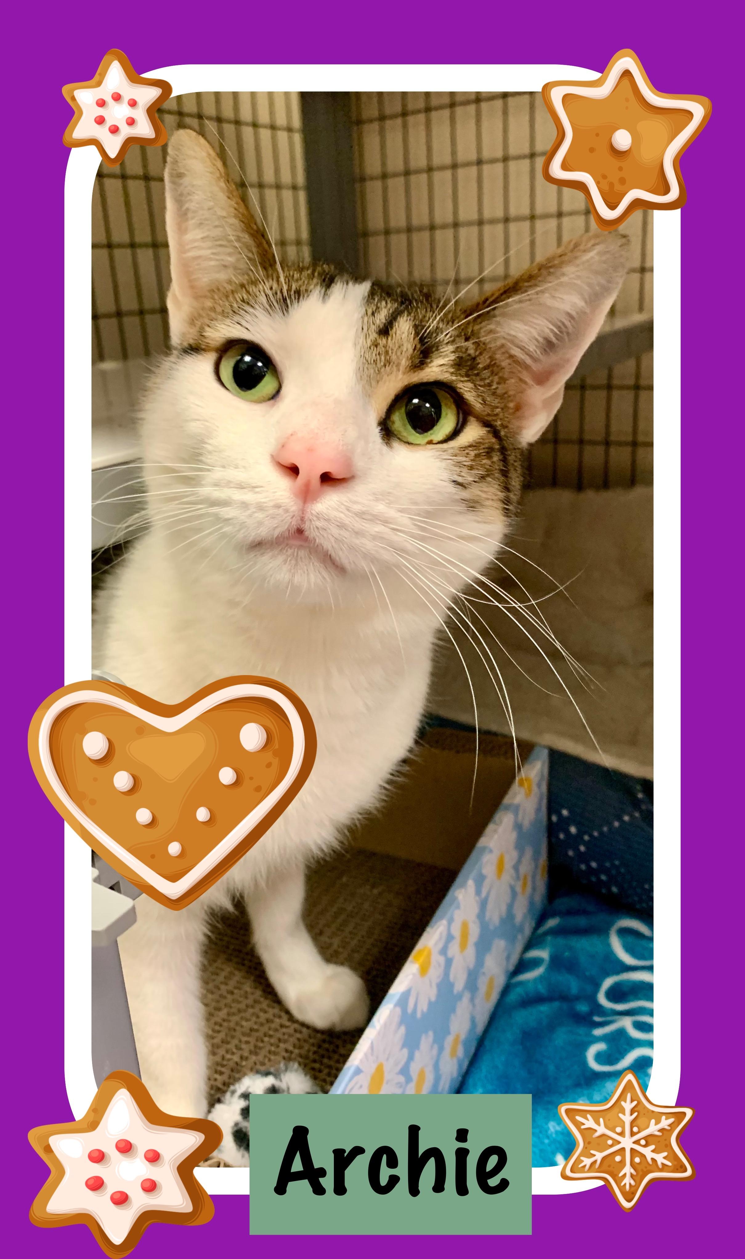 Archie, a ADOPTABLE Domestic Short Hair in Providence, RI image 1/6