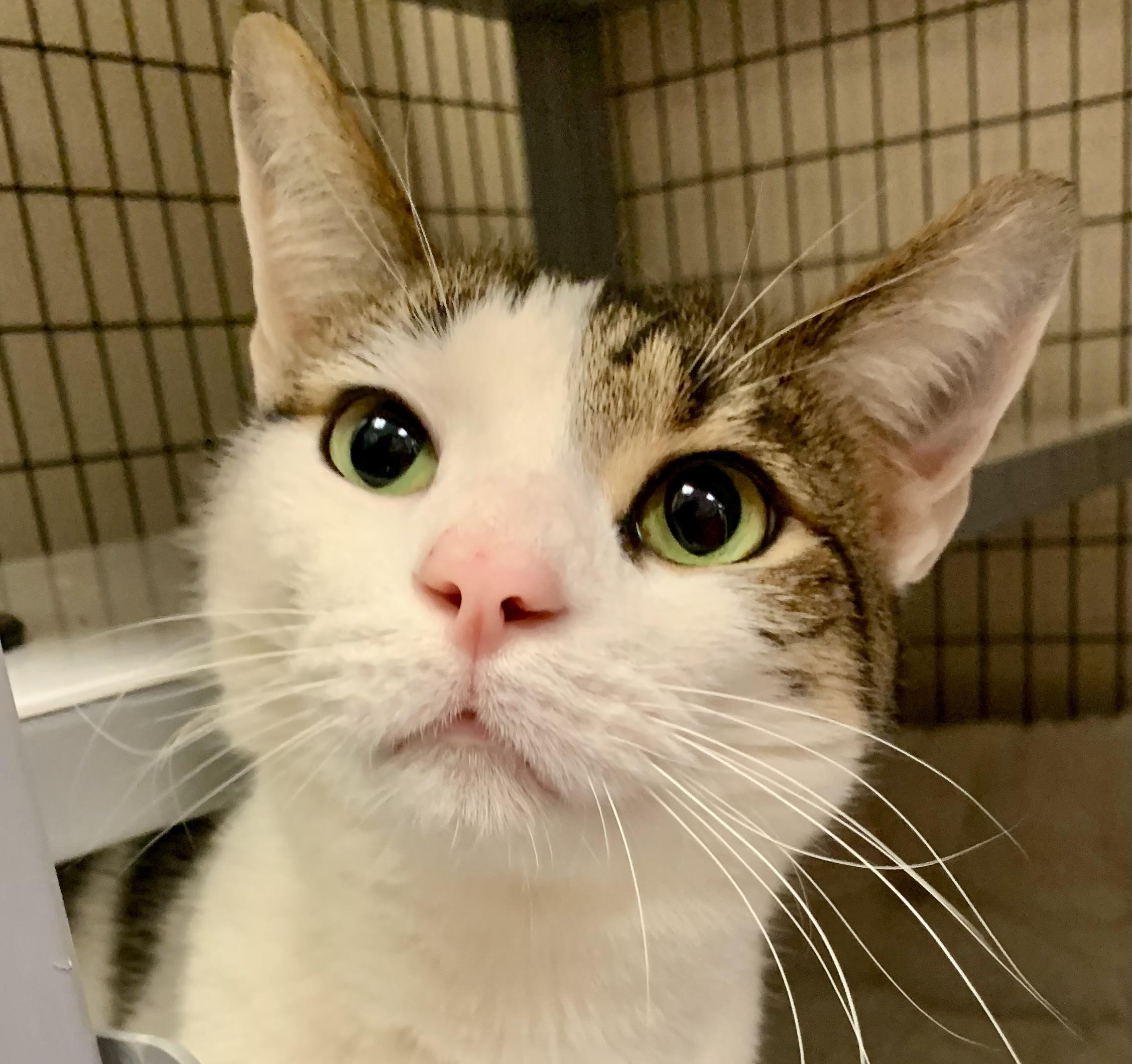 Archie, a ADOPTABLE Domestic Short Hair in Providence, RI image 6/6