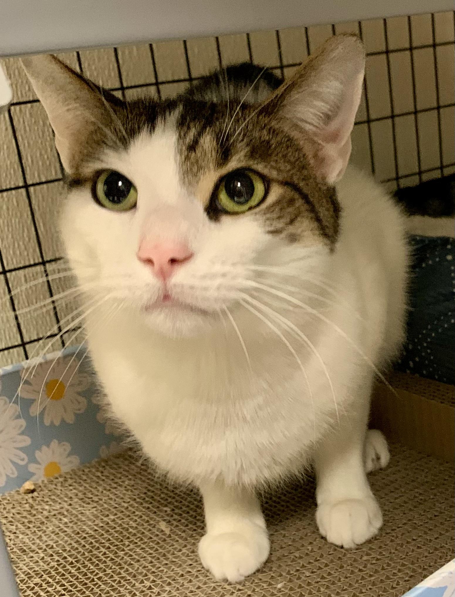 Archie, a ADOPTABLE Domestic Short Hair in Providence, RI image 4/6