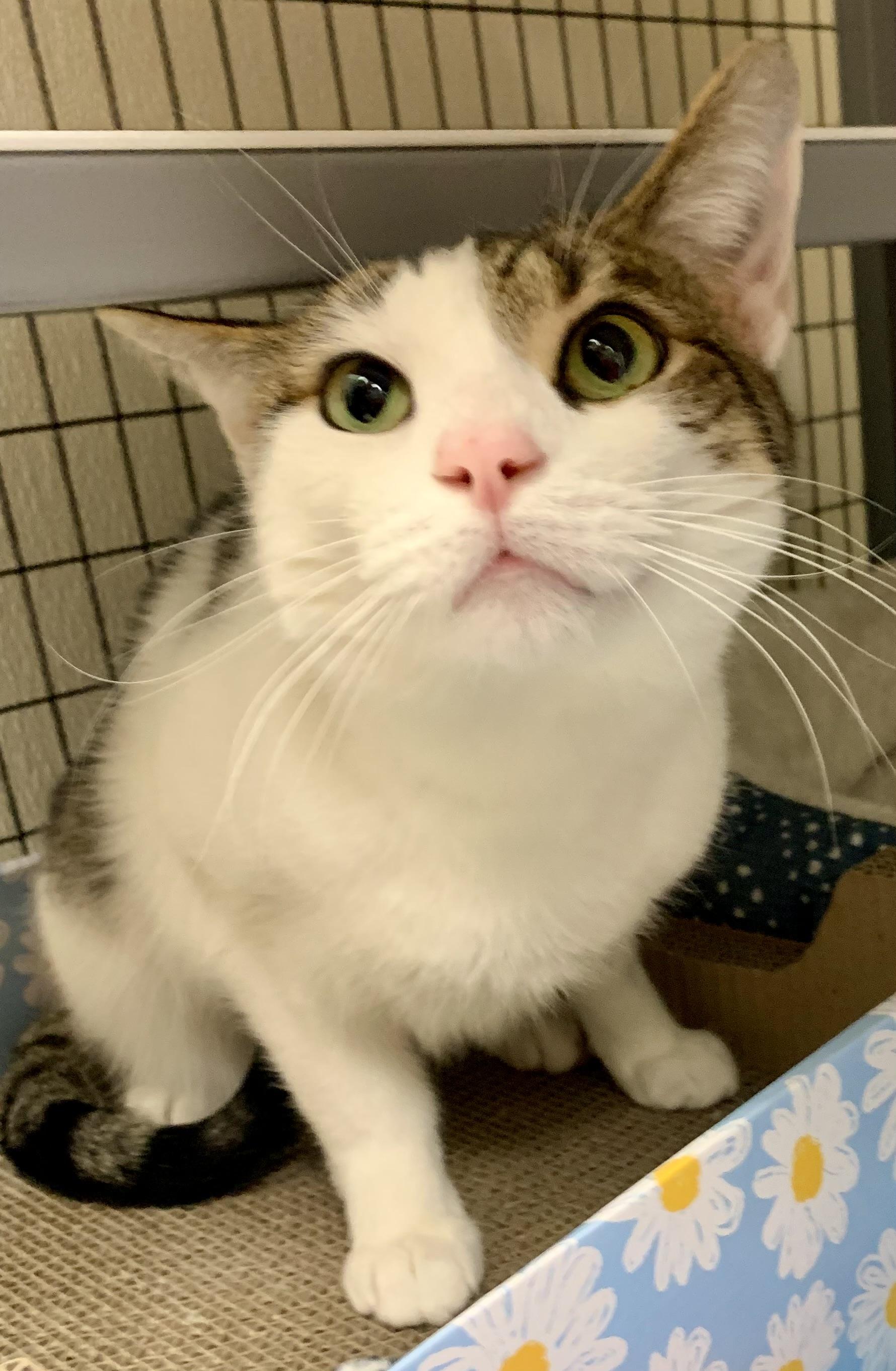 Archie, a ADOPTABLE Domestic Short Hair in Providence, RI image 2/6