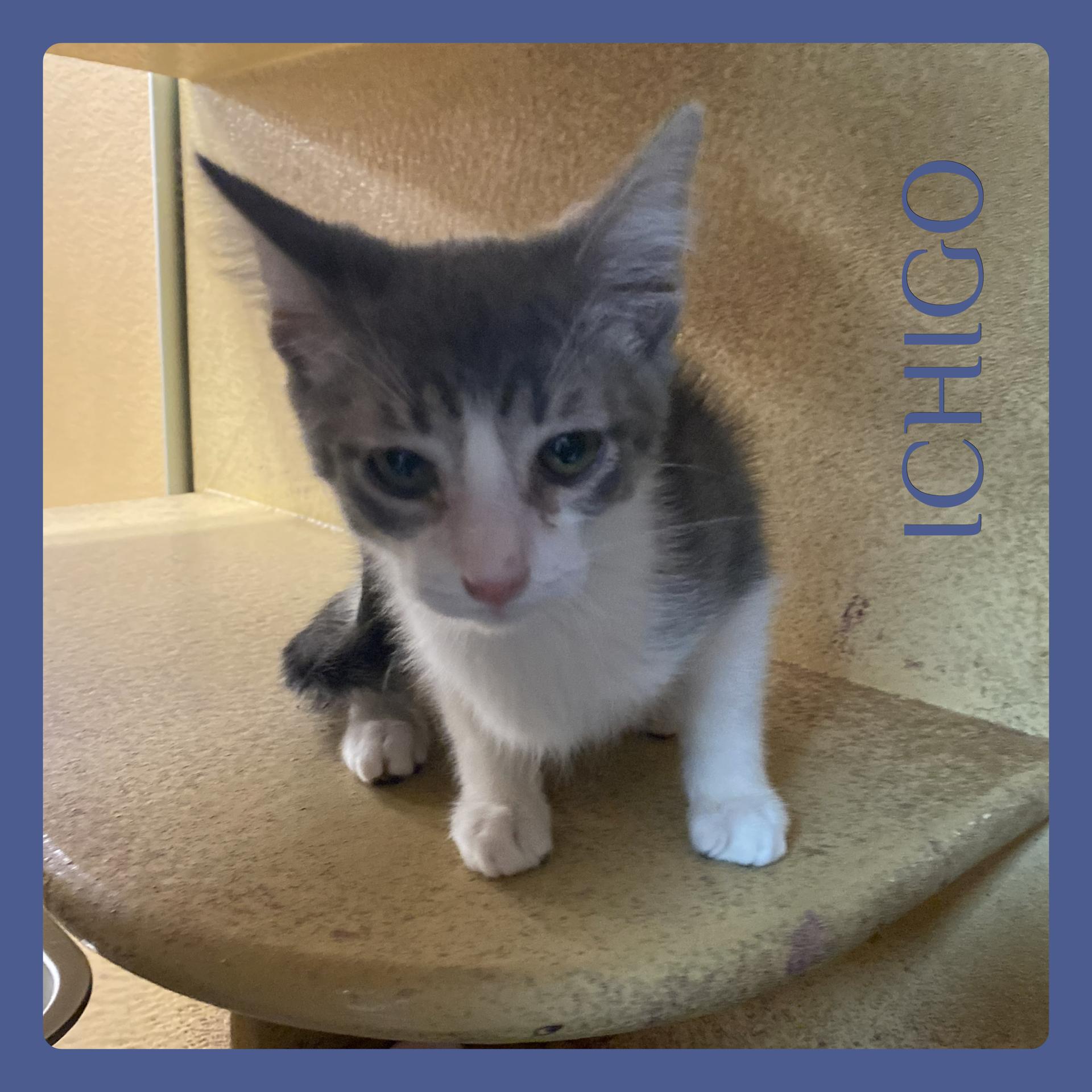 Enlarge ICHIGO, a ADOPTABLE Tabby in Lawton, OK image 1/1