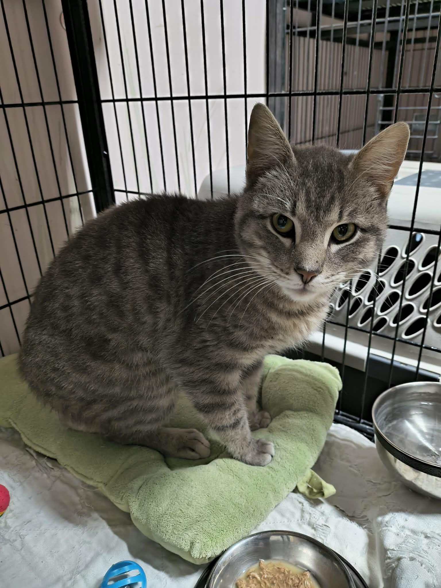 Bob Cat, Adoptable, Adult Male Domestic Short Hair.