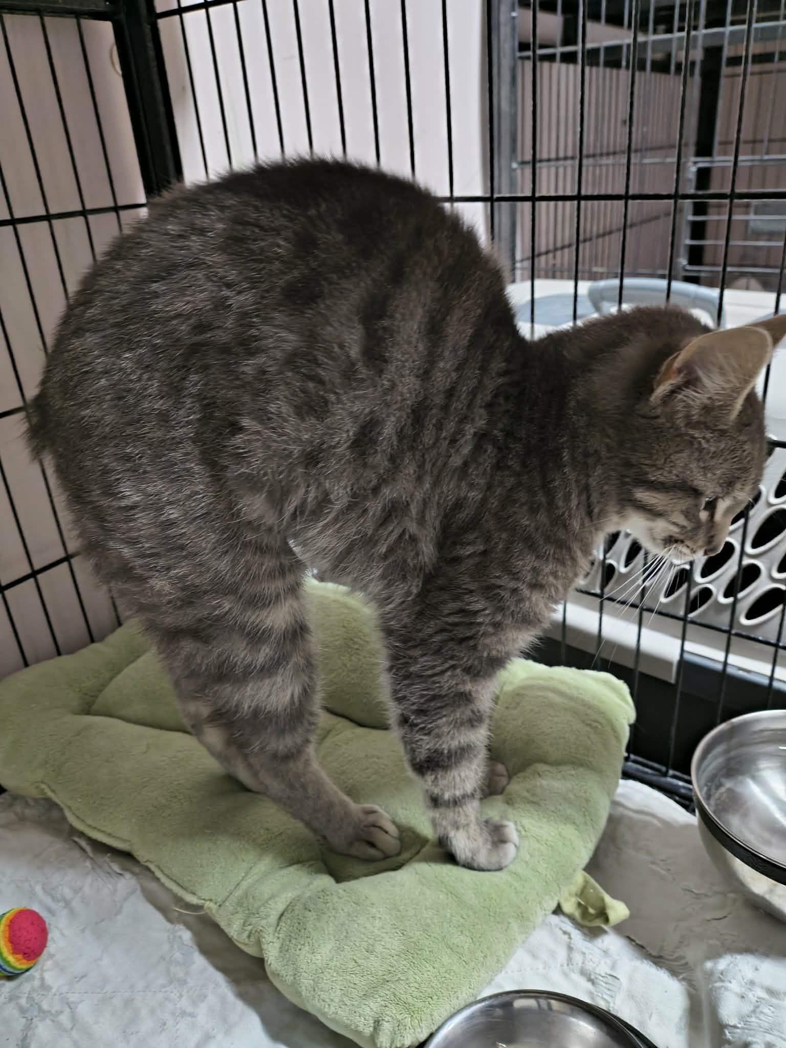 Enlarge Bob Cat, a Adoptable Domestic Short Hair in Stover, MO image 2/2