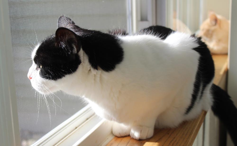Enlarge Jake, a Adoptable Domestic Medium Hair in Grayling, MI image 2/2