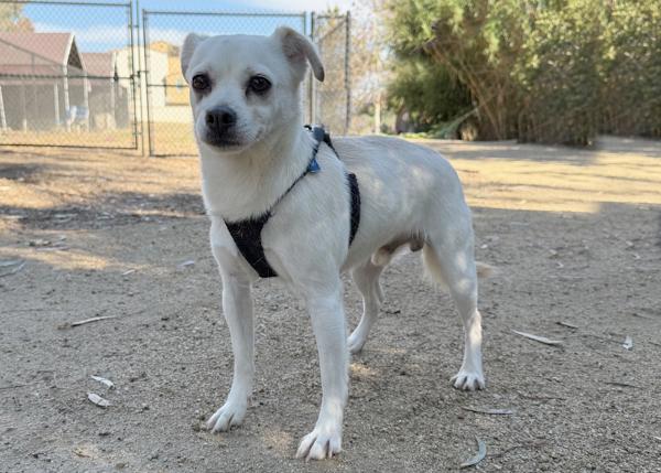 Tart, Adoptable, Adult Male Chihuahua.