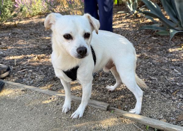 Tart, a Adoptable mixed breed in San Gabriel, CA image 2/6