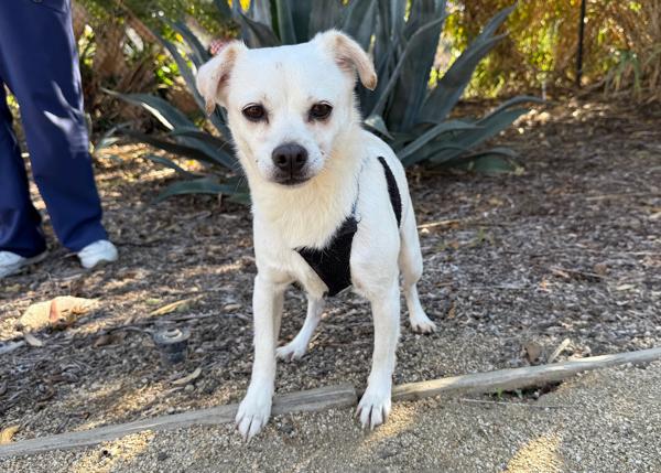 Tart, a Adoptable mixed breed in San Gabriel, CA image 3/6
