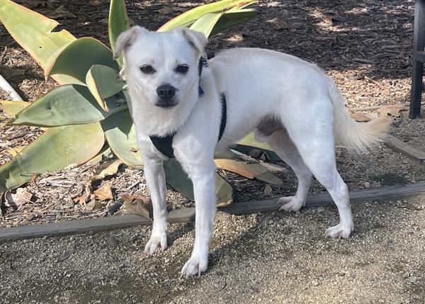 Tart, a Adoptable mixed breed in San Gabriel, CA image 5/6
