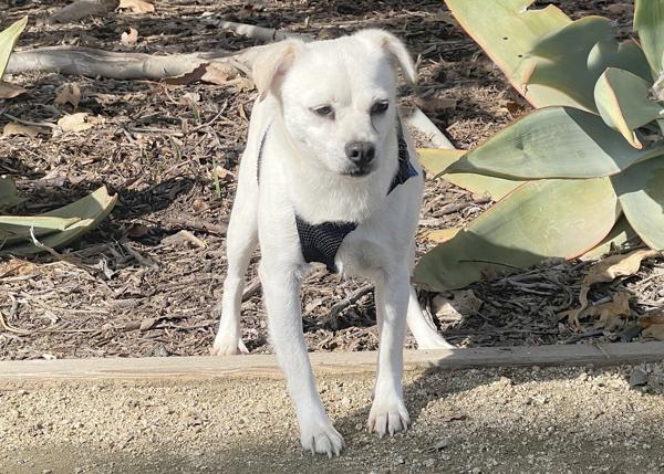 Tart, a Adoptable mixed breed in San Gabriel, CA image 6/6