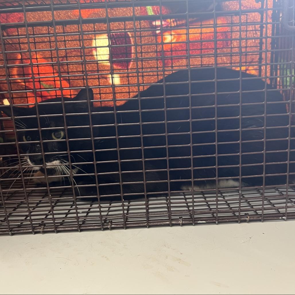 Stubby, Adoptable, Adult Male Domestic Short Hair.