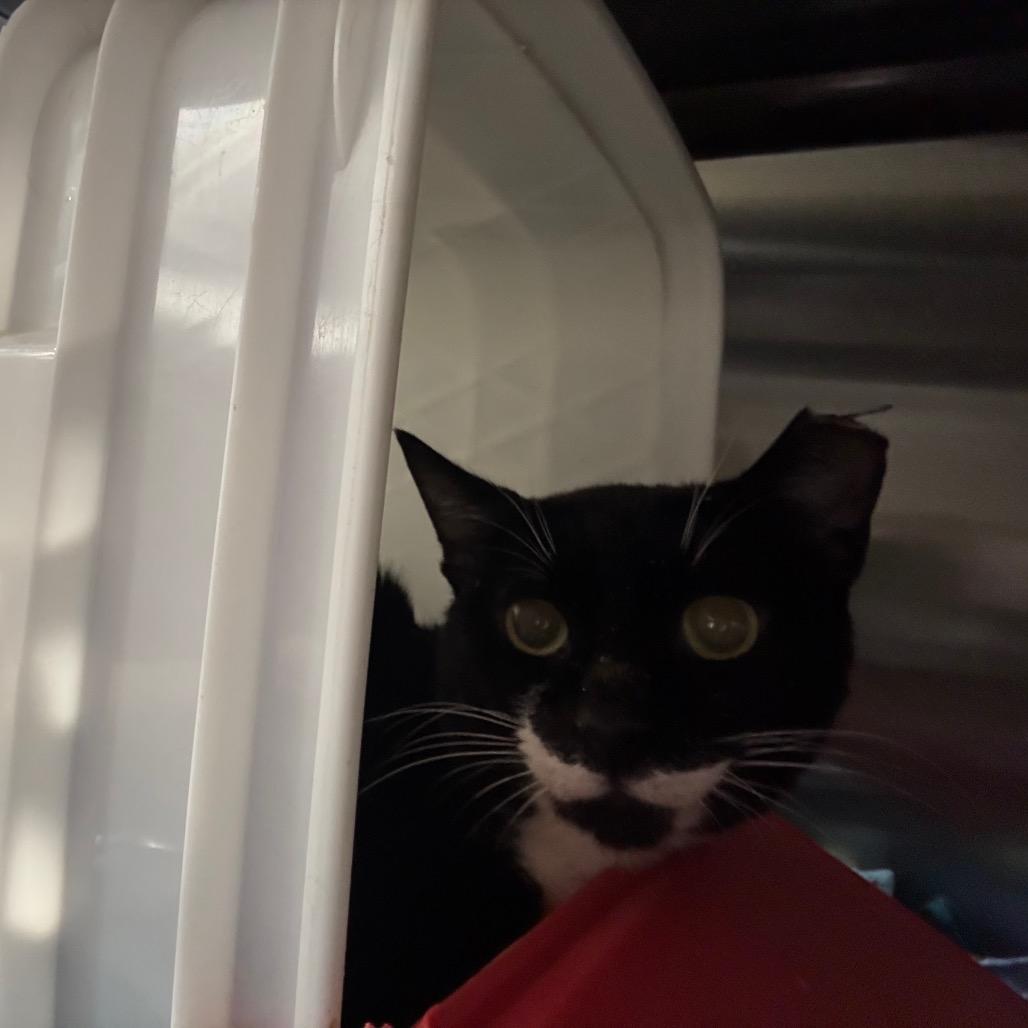 Enlarge Stubby, a Adoptable Domestic Short Hair in Windsor, VA image 2/3