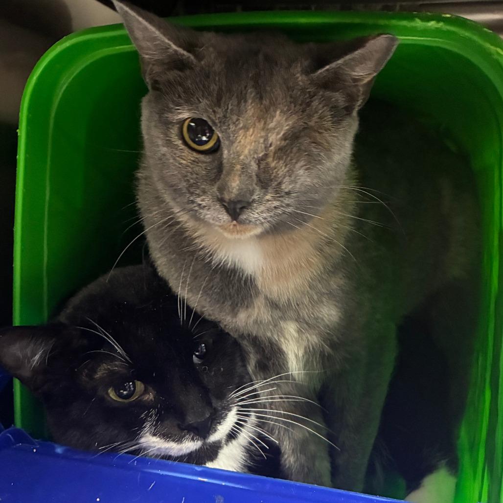 Enlarge Stubby, a Adoptable Domestic Short Hair in Windsor, VA image 3/3